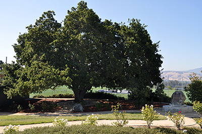 oak tree of Shechem Oak Sanctuary